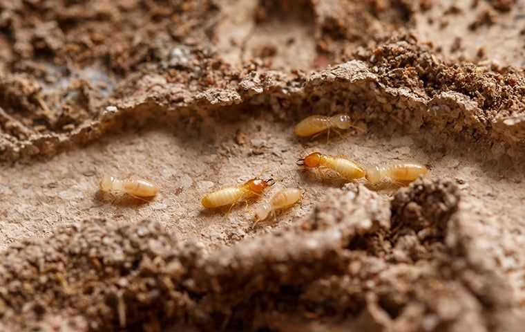 termites in mud tunnel