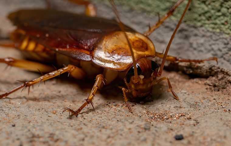 cockroach on a concrete floor