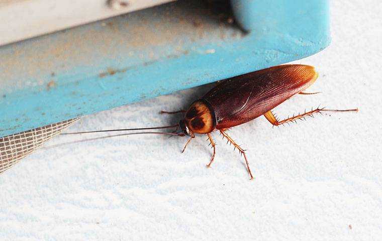 american cockroach near a window