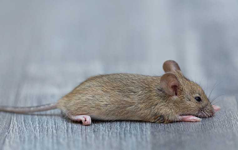 house mouse on floor
